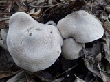 Tricholoma terreum image