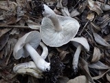Tricholoma terreum image