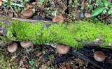 Pluteus exilis image