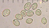 Pluteus exilis image