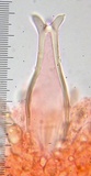 Pluteus exilis image