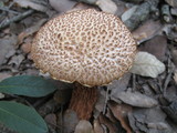 Frostiella russellii image