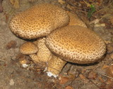 Lacrymaria echiniceps image