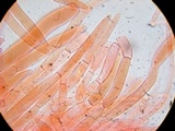 Pluteus exilis image