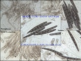 Geoglossum cookeanum image