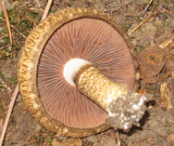 Lacrymaria echiniceps image