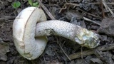 Leccinum duriusculum image