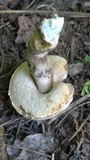 Leccinum duriusculum image