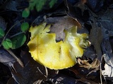 Floccularia albolanaripes image