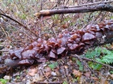 Exidia recisa image