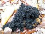 Scorias spongiosa image