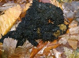 Scorias spongiosa image