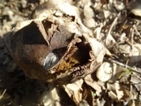 Mycenastrum corium image