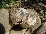 Mycenastrum corium image
