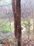 Phellinus robiniae image