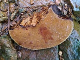 Phellinus robiniae image