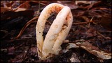 Clathrus columnatus image