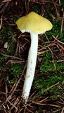 Hygrocybe acutoconica image