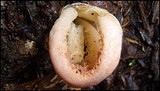 Clathrus columnatus image