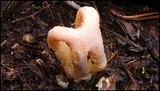 Clathrus columnatus image