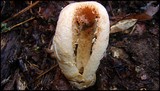 Clathrus columnatus image