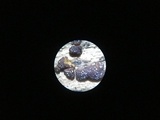 Hypocrea rufa image
