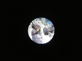 Hypocrea rufa image