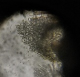 Hypocrea rufa image