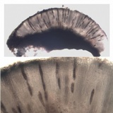 Phaeographis lyellii image