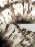 Phaeographis lyellii image