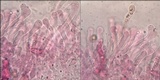 Pholiota gummosa image