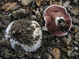Agaricus bitorquis image