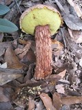Frostiella russellii image