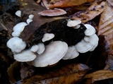 Gloeoporus dichrous image