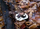 Gloeoporus dichrous image