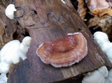 Gloeoporus dichrous image
