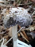 Coprinellus flocculosus image