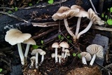 Marasmius albogriseus image