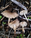 Marasmius albogriseus image