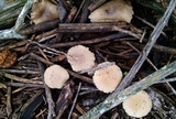 Marasmius albogriseus image