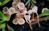 Marasmius albogriseus image