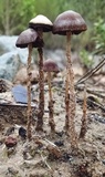 Psathyrella corrugis image