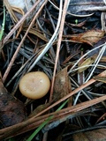 Clitocybe fragrans image