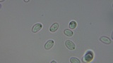 Clitocybe fragrans image