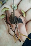 Mycena galopus var. galopus image