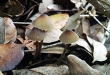 Mycena galopus var. galopus image
