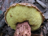 Frostiella russellii image