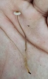 Mycena galopus var. galopus image