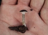 Clitocybe trulliformis image