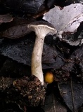 Clitocybe trulliformis image